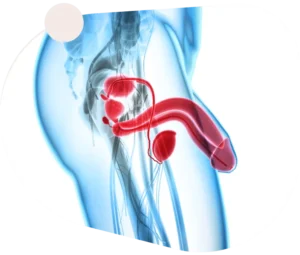 Bruno Male Enhancement Benefits