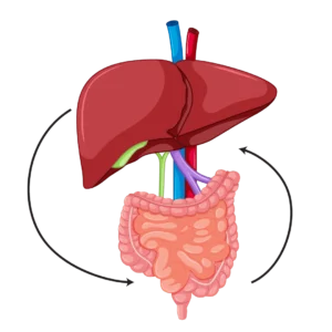 Gut-Liver-Axis
